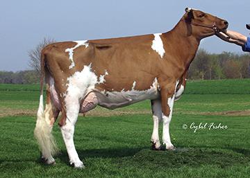 Oreilly galney epc lh rosy kuva